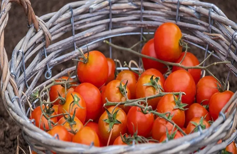 Κατά 700% αυξήθηκαν οι τιμές της ντομάτας