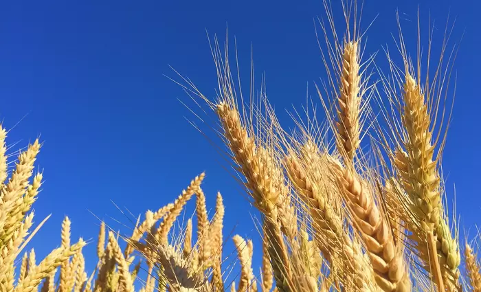 Γερμανία: Η κλιματική αλλαγή έφερε έλλειψη σιτηρών