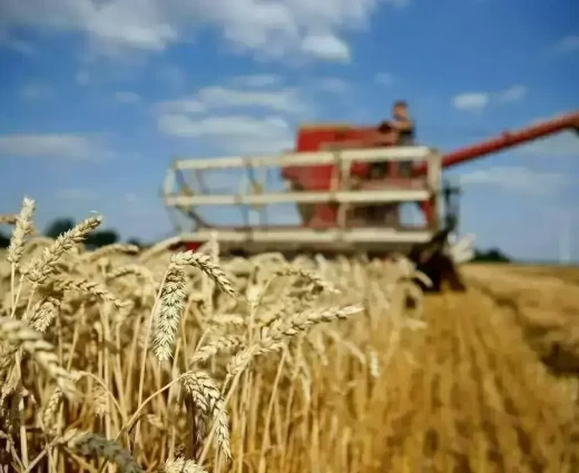 Στα ύψη το σιτάρι μετά τις επιθέσεις στη Μαύρη Θάλασσα – Απειλούνται οι εξαγωγές