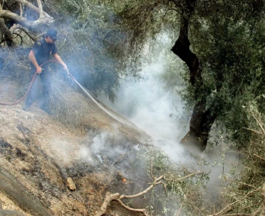 Οι φωτιές απειλούν το ελαιόλαδο - Φόβοι για ράλι τιμών