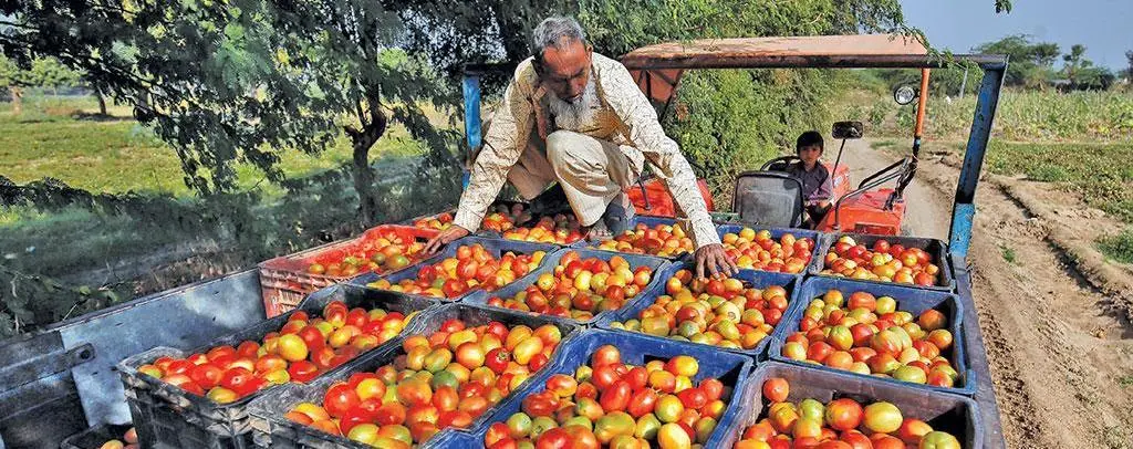 Η ντομάτα εκτίναξε τον πληθωρισμό στην Ινδία