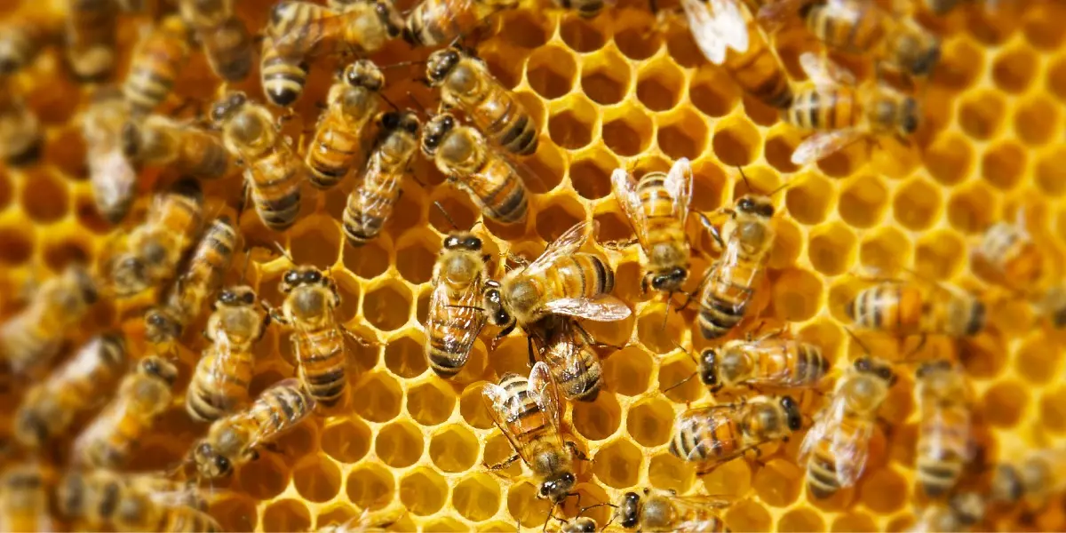 Οικονομική στήριξη στους μελισσοκόμους