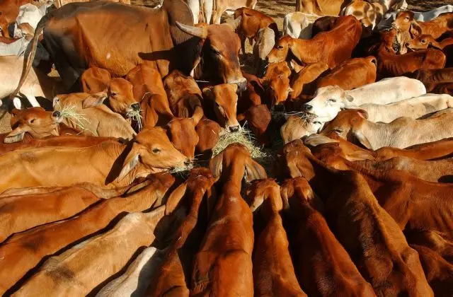 Στον δρόμο για λιγότερα αντιβιοτικά στην κυπριακή κτηνοτροφία: Πρόοδος και προκλήσεις