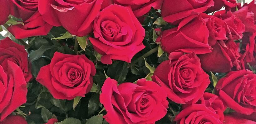 Την τιμητική τους είχαν για την γιορτή των ερωτευμένων τα τριαντάφυλλα Ισημερινού