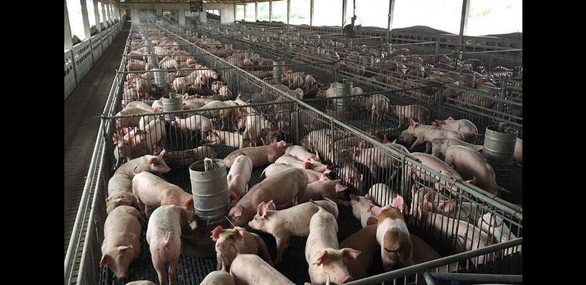 Αφθώδης πυρετός: «Μαθηματικά βέβαιος» ο τριψήφιος αριθμός μολυσμένων μονάδων