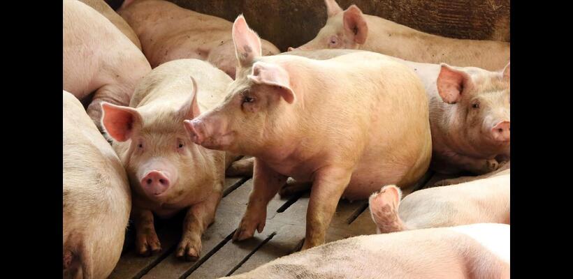 Επιβεβαιώθηκε κρούσμα αφθώδους πυρετού σε χοιροστάσιο στη Λευκωσία