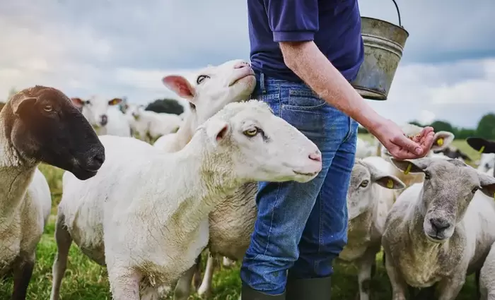 «Δεν μπορούν να αποφευχθούν οι θανατώσεις ζώων σε μονάδες με κρούσματα»