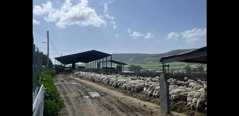 Στο τραπέζι αποζημιώσεις και χαλούμι ΠΟΠ – Κρίσιμη σύσκεψη της Υπ. Γεωργίας με κτηνοτρόφους
