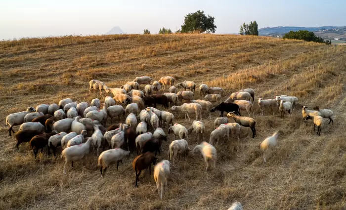 Στο 85% ο εμβολιασμός των βοοειδών και στο 45% των αιγοπροβάτων παγκύπρια