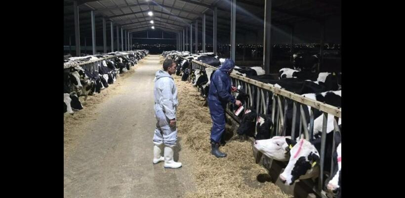 Ζητούν ξεκάθαρο πλαίσιο αποζημιώσεων και τέλος στις θανατώσεις οι κτηνοτρόφοι