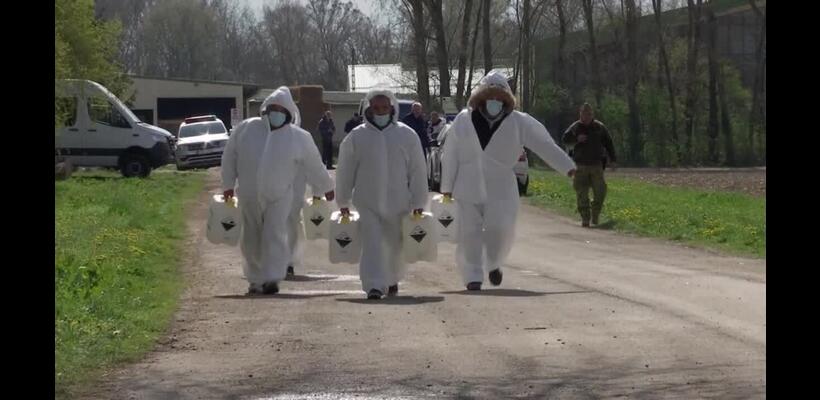 Αφθώδης Πυρετός: Δεν σταματούν οι θανατώσεις ζώων - Στο «κόκκινο» οι κτηνοτρόφοι