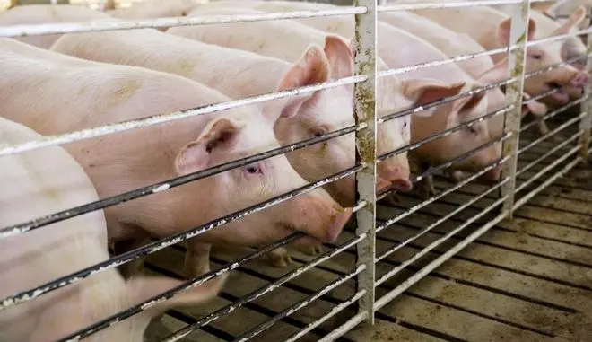 Εγκρίθηκε το σχέδιο στήριξης €1,65 εκατ. για τη χοιροτροφία