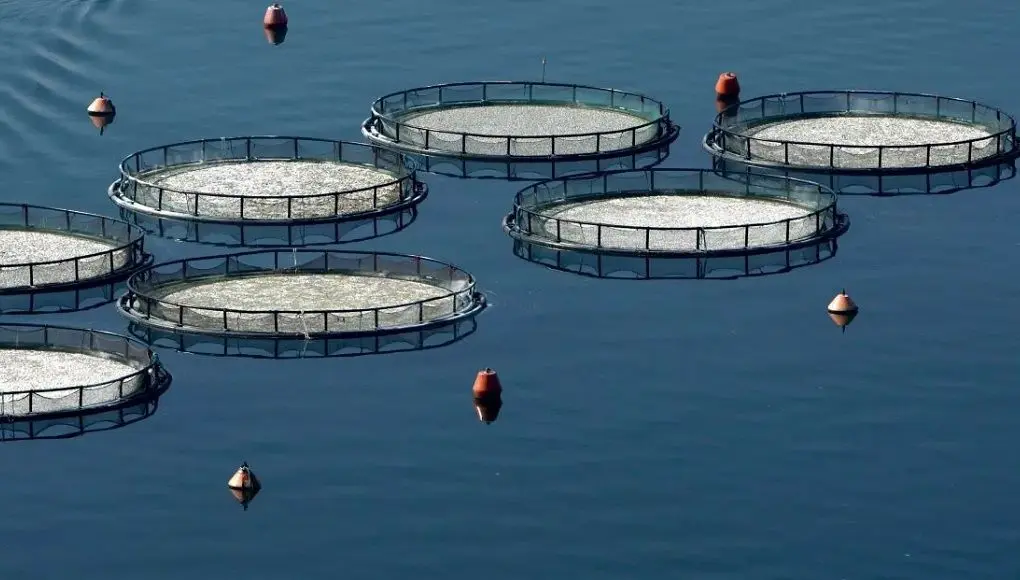 Αλιεία: Τα σοκ που προκάλεσαν τράνταγμα στην αγορά