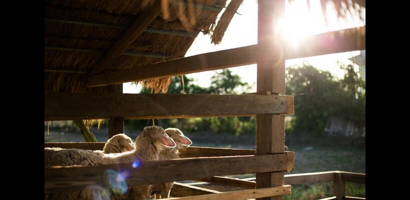 «Είμαστε ακόμη στην αρχή - Η καταπολέμηση του αφθώδους πυρετού ενδεχομένως να πάρει έξι μήνες»