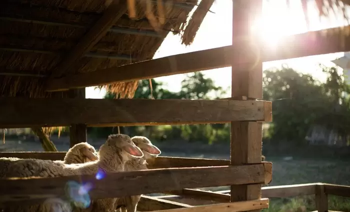 «Είμαστε ακόμη στην αρχή - Η καταπολέμηση του αφθώδους πυρετού ενδεχομένως να πάρει έξι μήνες»