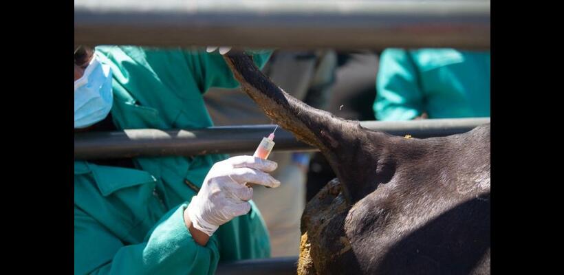 Ολοκληρώθηκαν οι εμβολιασμοί βοοειδών εντός της ζώνης των 3 χιλιομέτρων