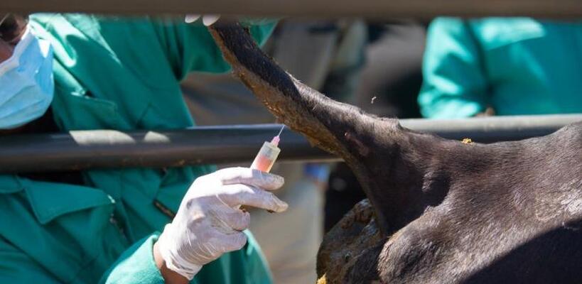 Ολοκληρώθηκαν οι εμβολιασμοί βοοειδών εντός της ζώνης των 3 χιλιομέτρων