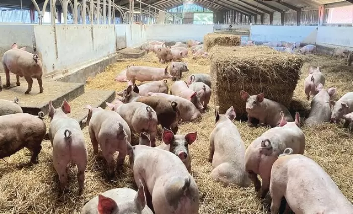 Απόφαση Εφόρου Ελέγχου Κρατικών Ενισχύσεων για σχέδιο στήριξης τομέα χοιροτροφίας