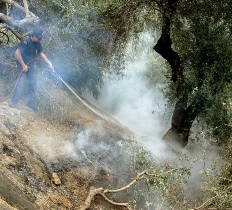Οι φωτιές απειλούν το ελαιόλαδο - Φόβοι για ράλι τιμών