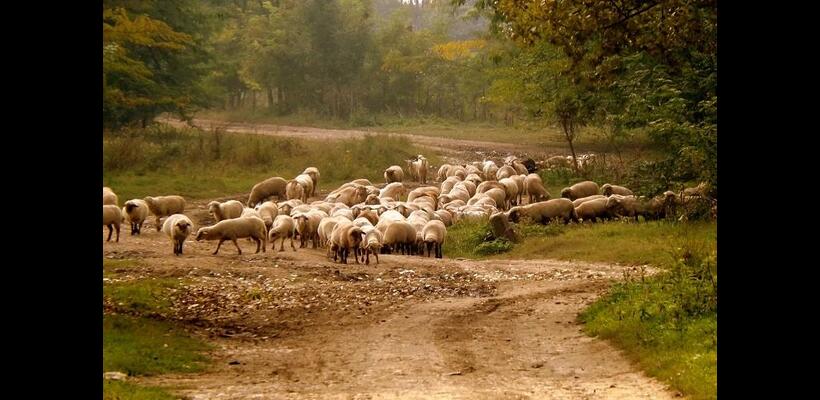 Κατασχέσεις για παράνομες μετακινήσεις ζώων - Εντατικοί έλεγχοι ενόψει Πάσχα