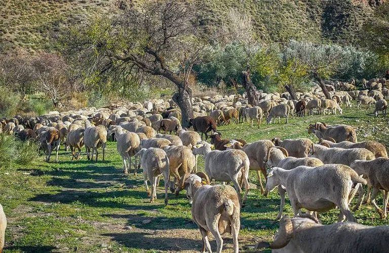 Επικοινωνία Χριστοδουλίδης με Φον ντερ Λάιεν για τον αφθώδη πυρετό