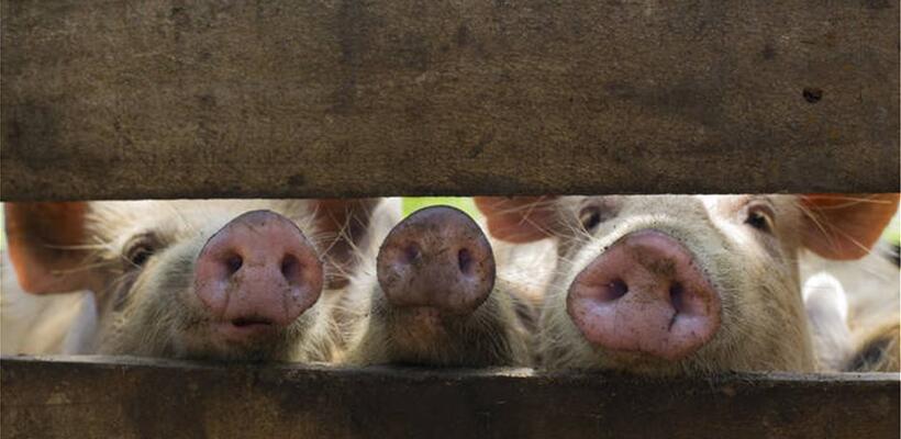 Κίνα: Παγκόσμιες αναταραχές από την θανατηφόρα πανώλη των χοίρων