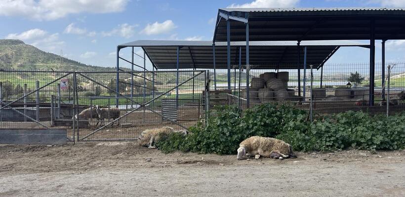 Διαβεβαιώσεις για το χαλλούμι - «Δεν τίθεται θέμα εμπάργκο»