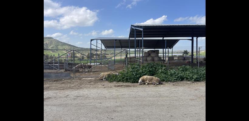 Διαβεβαιώσεις για το χαλλούμι - «Δεν τίθεται θέμα εμπάργκο»