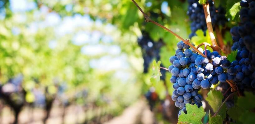 Ευρωπαϊκοί πόροι ύψους 40 εκ. στον κυπριακό αμπελοοινικό τομέα 