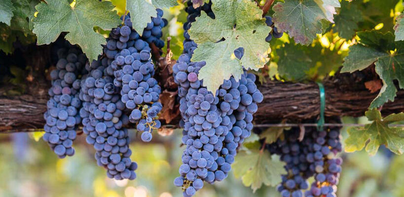 ΣΟΔΑΠ: Σε χαμηλά επίπεδα η συνολική παραγωγή σταφυλιών