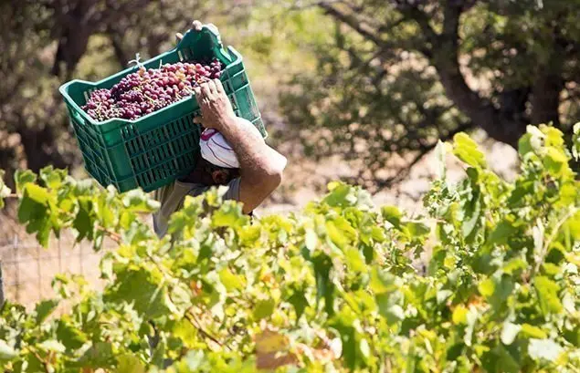 Στον οινοτουριστικό χάρτη η Κύπρος - €22 εκατ. σε αμπελουργούς και οινοποιούς