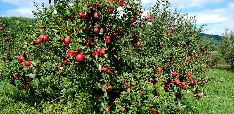 Οι αγρότες θα αποζημιωθούν πρίν από το Πάσχα