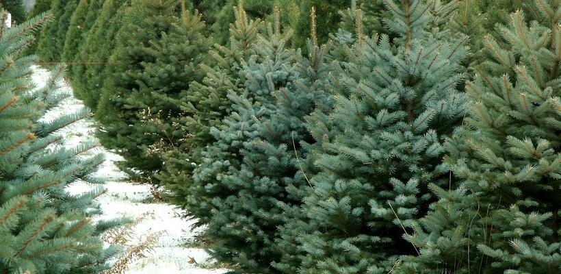Η Πώληση χριστουγεννιάτικων δέντρων από το Τμ. Δασών άρχισε 
