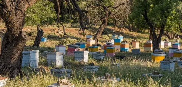 Δραματική μείωση της παραγωγής πευκόμελου στην Κρήτη