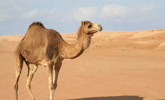 Το γάλα καμήλας αναδεικνύεται σε δυναμικό τομέα ανάπτυξης