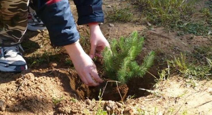 Rotary Club Nicosia: Διοργάνωση δεντροφύτευσης στις 25 Φεβρουαρίου