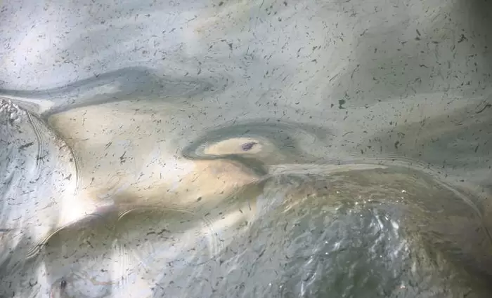 Περίπου 40.000 λίτρα πετρελαίου διέρρευσαν ανοιχτά της Χιλής 