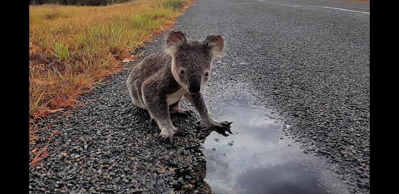 WWF: Σχεδόν το 70% της άγριας πανίδας εξαφανίστηκε από το 1970