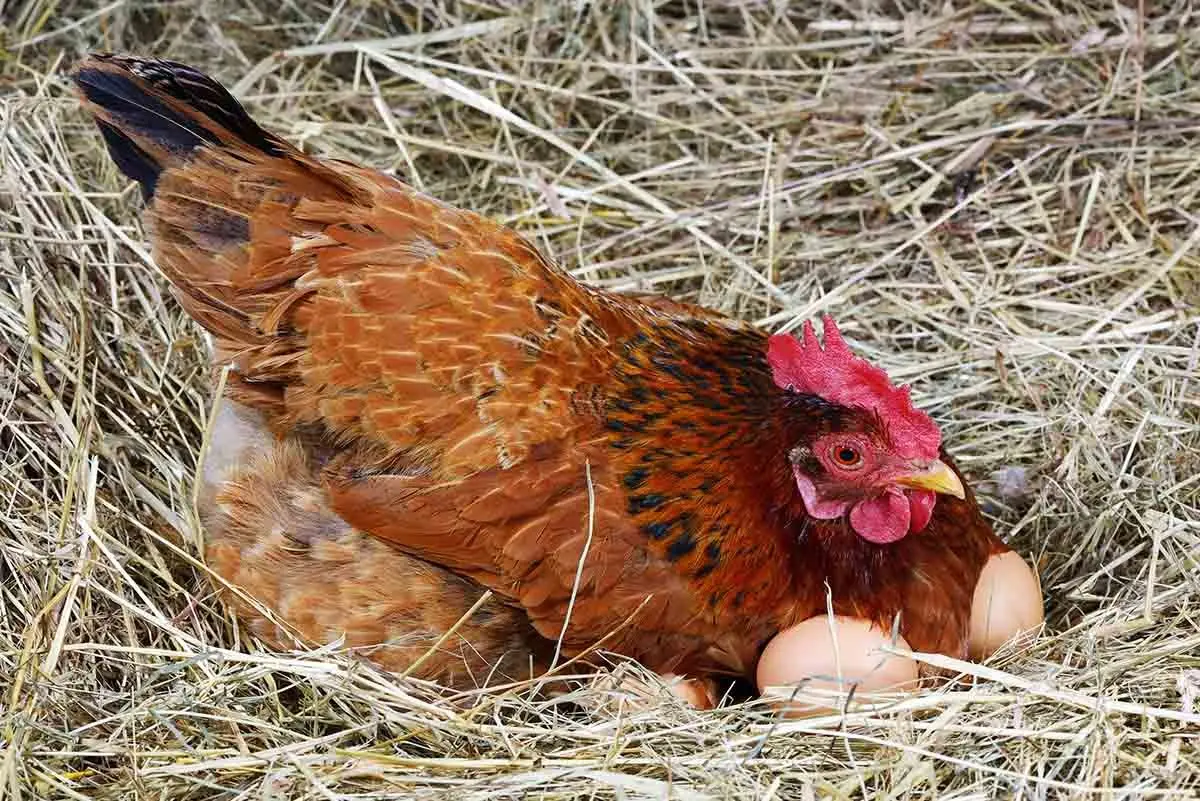 Αυξήθηκαν οι τιμές των αυγών στην Κίνα
