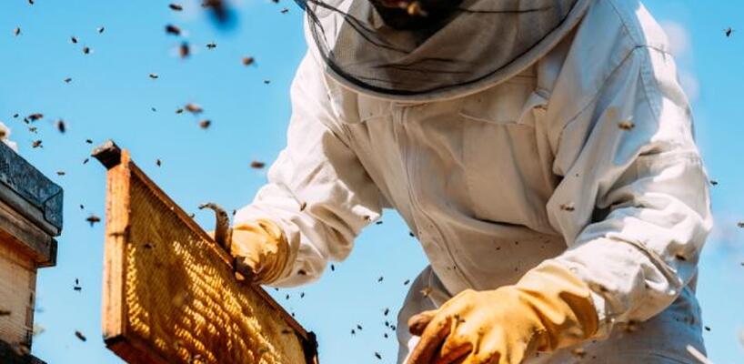 Έκτακτη βοήθεια €350.000 προς του μελισσοκόμους αποφάσισε το Υπουργικό