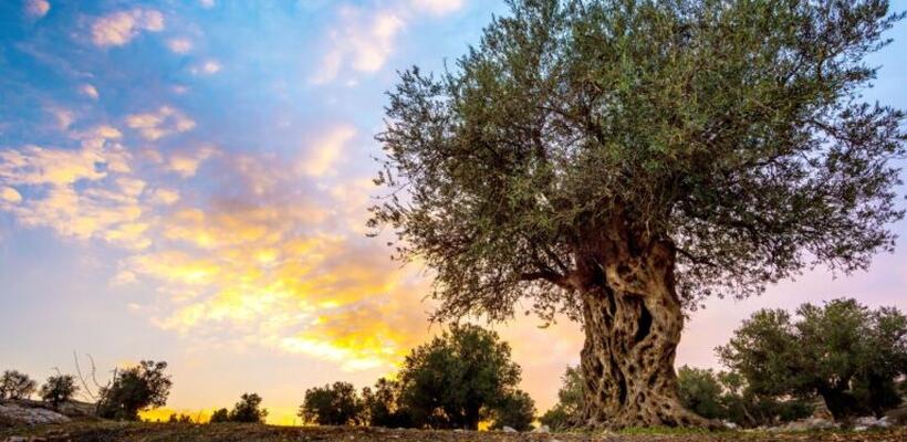 Επιστρέφει η ομαλότητα στην αγορά ελαιολάδου – Στο μισό πέφτουν οι τιμές