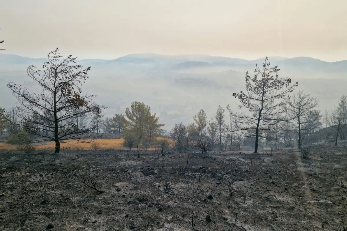 Λεμεσός: 4.353 τεμάχια έγιναν «στάχτη» - Τι θα γίνει με τις αποζημιώσεις