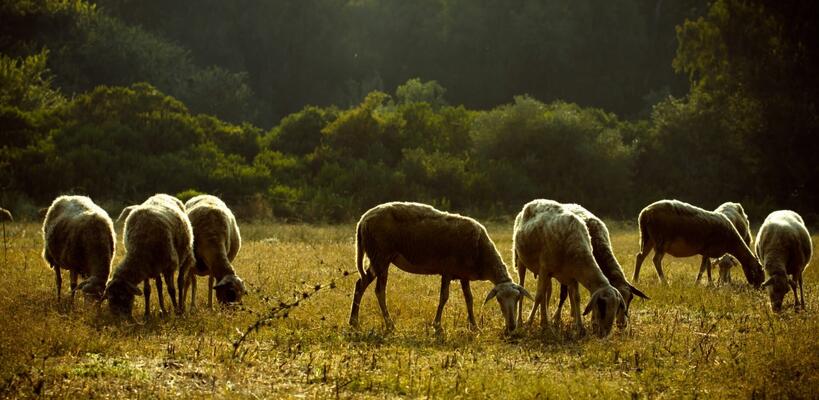Ελλάδα: Χάνονται 4 δισ. ευρώ από ευλογιά και πανώλη