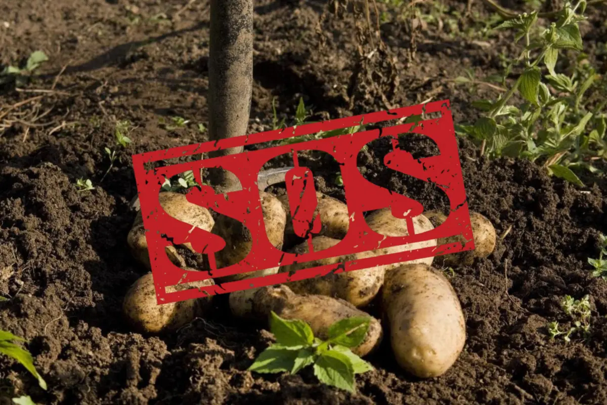 «Δεν θα υπάρχουν πατάτες το καλοκαίρι» - Ζημιές έως 100%, απειλή για την αγορά