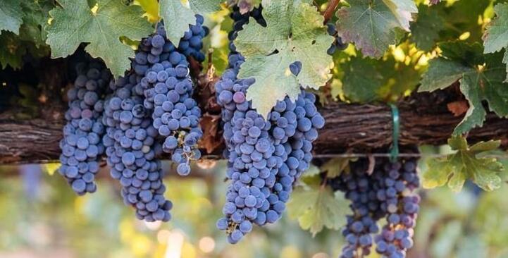 «Θύμα» της ανομβρίας τα σταφύλια - Μειωμένη φέτος η παραγωγή