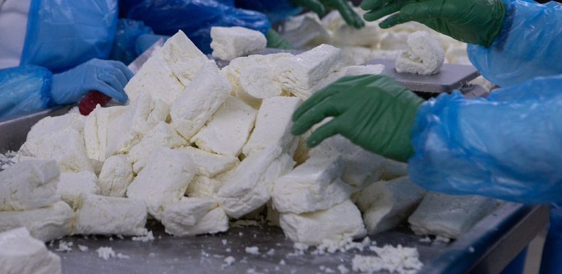 Καμπανάκι και από τυροκόμους: Ζητούν υπευθυνότητα, συντονισμό και άμεση δράση για αφθώδη πυρετό