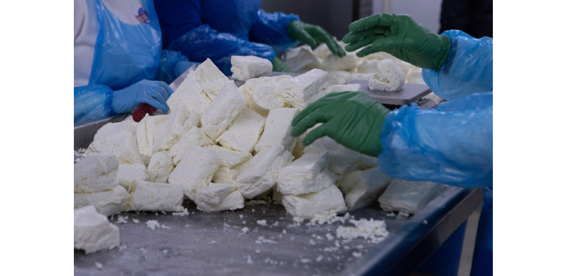 Καμπανάκι και από τυροκόμους: Ζητούν υπευθυνότητα, συντονισμό και άμεση δράση για αφθώδη πυρετό