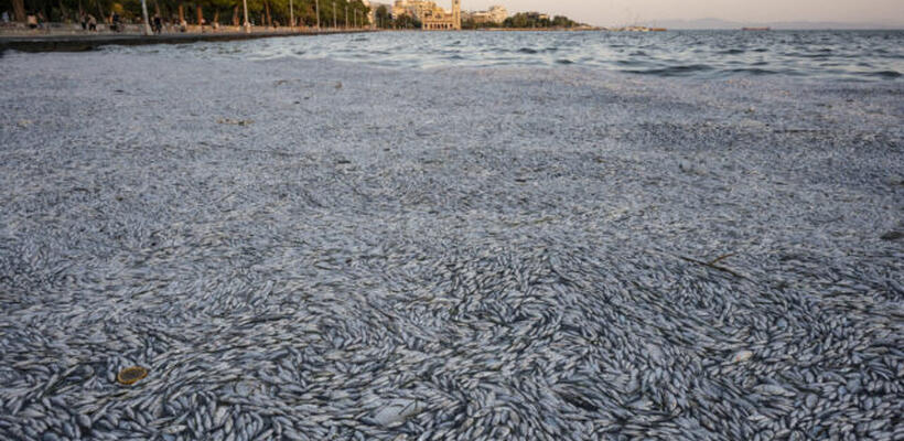 Βόλος: Στα διεθνή ΜΜΕ τα νεκρά ψάρια – Στη δικαιοσύνη θα προσφύγει η Ένωση Ξενοδόχων