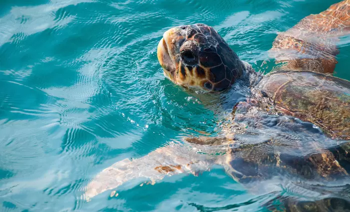 Δράσεις από την Ε.Ε. για την προστασία της θαλάσσιας χελώνας 