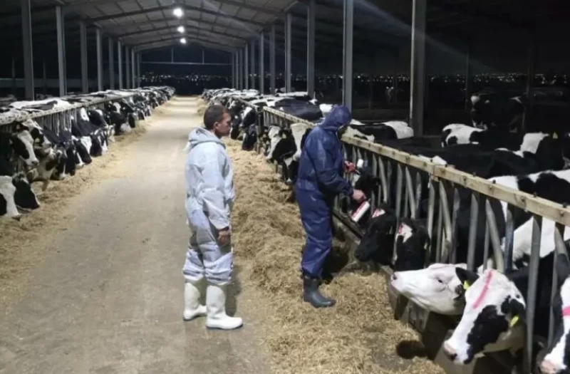 Κτηνοτρόφοι: Επιστολή στον Χριστοδουλίδη για συνάντηση - Θα ζητήσουν τερματισμό θανατώσεων